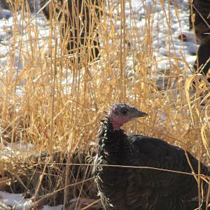 Wild Turkey