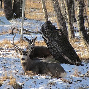 Mule Deer