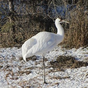Whooping Crane