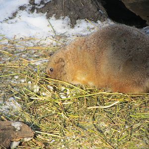 Black Tailed Prairie Dogs