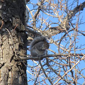 Grey Squirrel