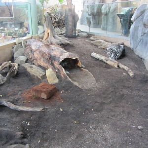 Porcupine Exhibit
