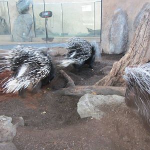 Porcupines