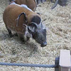 Red River Hog