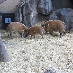 Red River Hogs