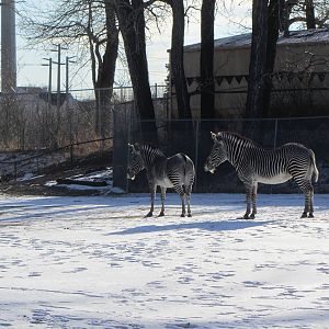 Zebras