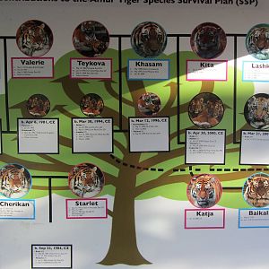 Tiger Family Tree