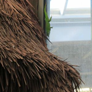 Free Ranging Day Gecko