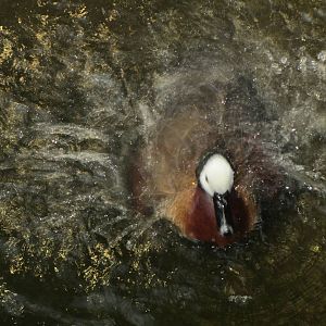 White Face Whistling Duck