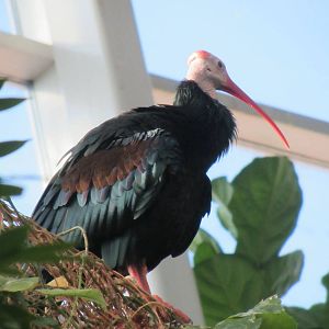 Southern Bald Ibis