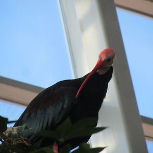 Southern Bald Ibis