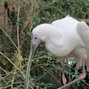 African Spoonbill