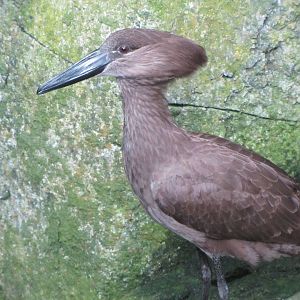 Hammerkop