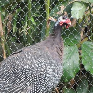 Helmeted Guineafowl