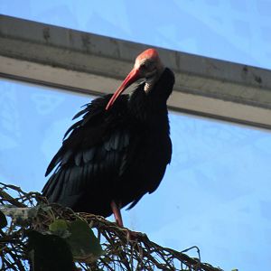 Southern Bald Ibis
