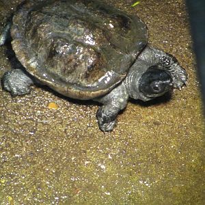 African Musk Turtle