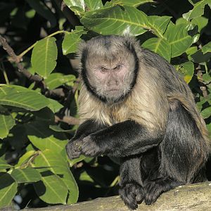 Buffy-headed capuchin