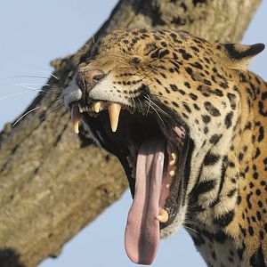 Jaguar yawning