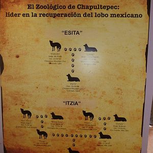 mexican wolf family tree chapultepec zoo