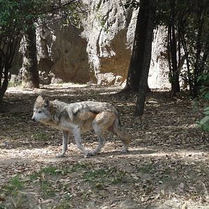 mexican wolf or lobo Itzia chapultepec zoo