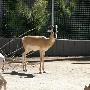 soemmering gazelle