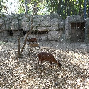 mexican brocket deer chapultepec zoo