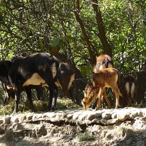 sable antelope chapultepec zoo