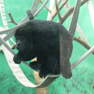 mexican black howler monkey chapultepec zoo