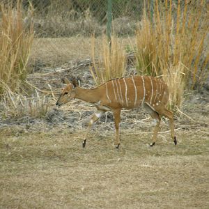 nyala