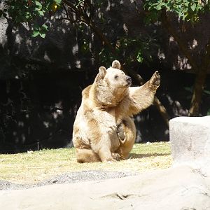 syrian brown bear chapultepec zoo