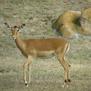 impala