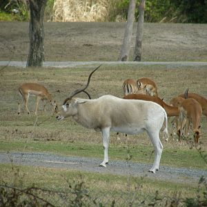 addax