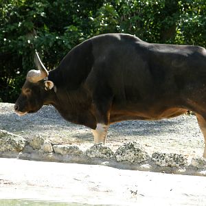 banteng