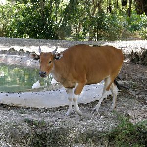 banteng