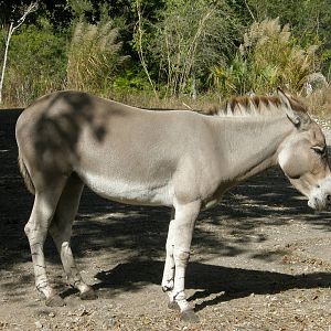 somalian wild ass
