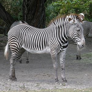 grevys zebra