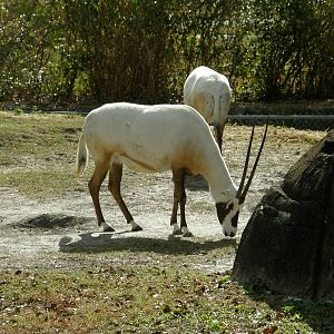 arabian oryx