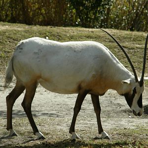 arabian oryx