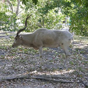 addax