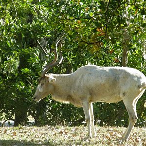 addax