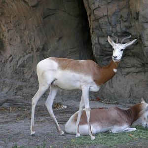addra gazelle