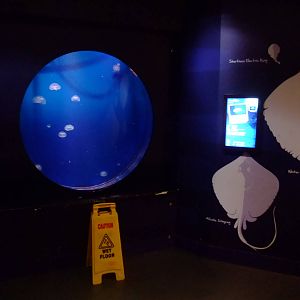 Jellyfish Exhibit at SLC London, 17/11/11