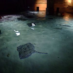 Bay of Rays at SLC London, 17/11/11