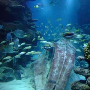 Ocean Tunnel Tank at SLC London, 17/11/11