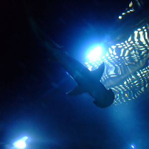 Bonnethead Shark at SLC London, 17/11/11