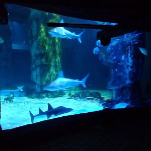 Pacific Wreck Tank at SLC London, 17/11/11