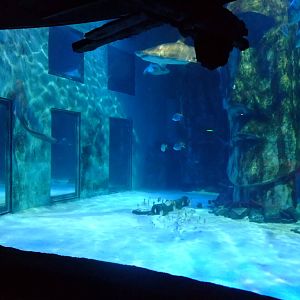 Pacific Wreck Tank at SLC London, 17/11/11