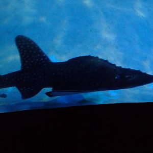 Bowmouth Guitarfish at SLC London, 17/11/11