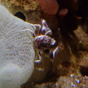 Porcelain Crab at SLC London, 17/11/11