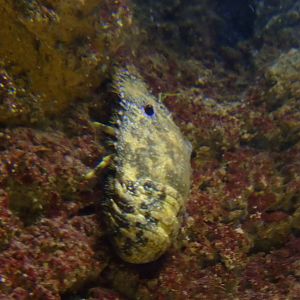 Slipper Lobster at SLC London, 17/11/11